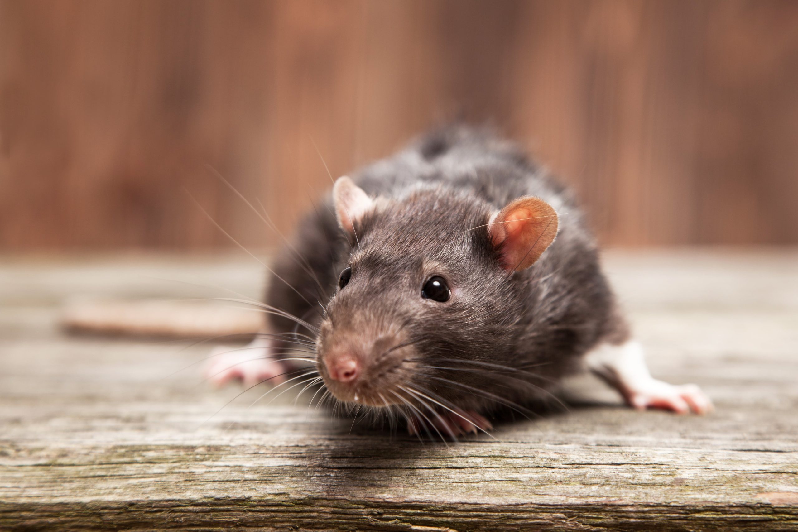 rodent control los angeles county