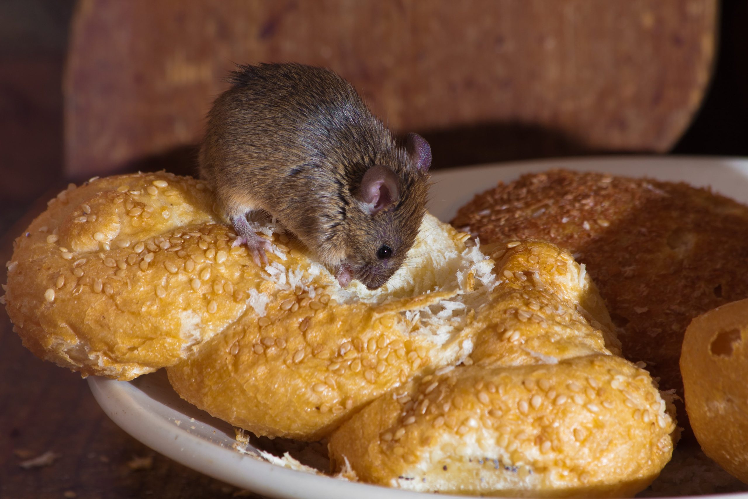 a rodent is fisting on a piece of bread