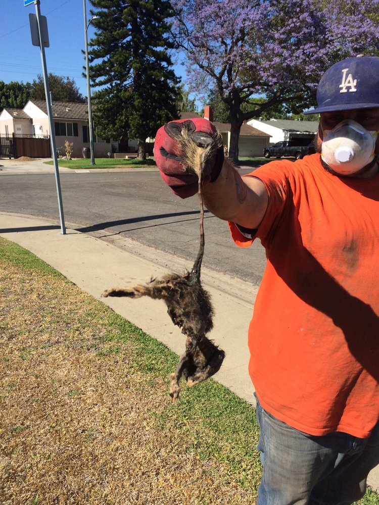 rat exterminator holding a dead rodent in his left hand